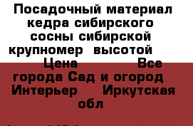 Посадочный материал кедра сибирского (сосны сибирской) крупномер, высотой 3-3.5  › Цена ­ 19 800 - Все города Сад и огород » Интерьер   . Иркутская обл.